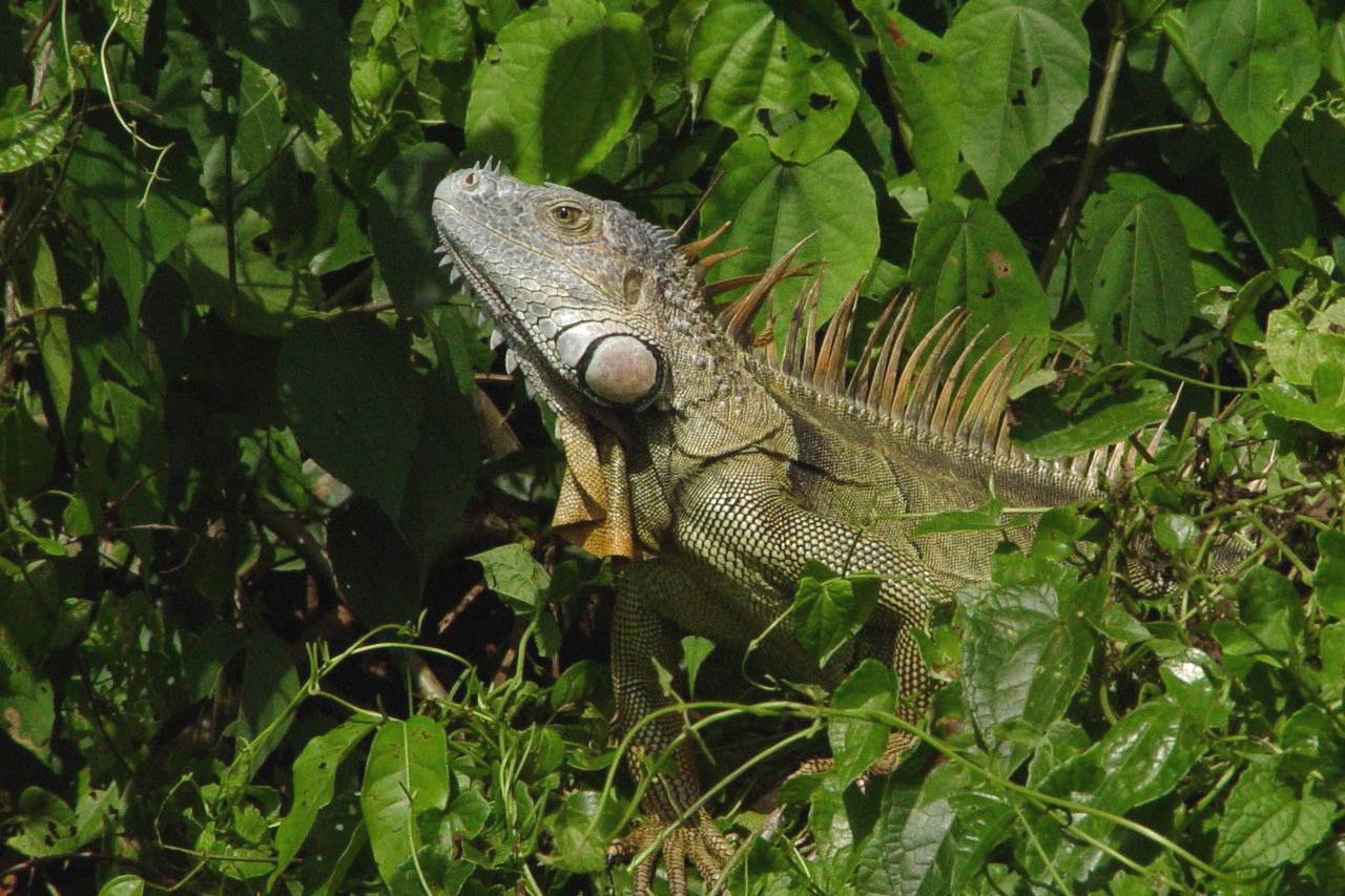 Anaconda Amazon Island Villa Manaus Eksteriør bilde