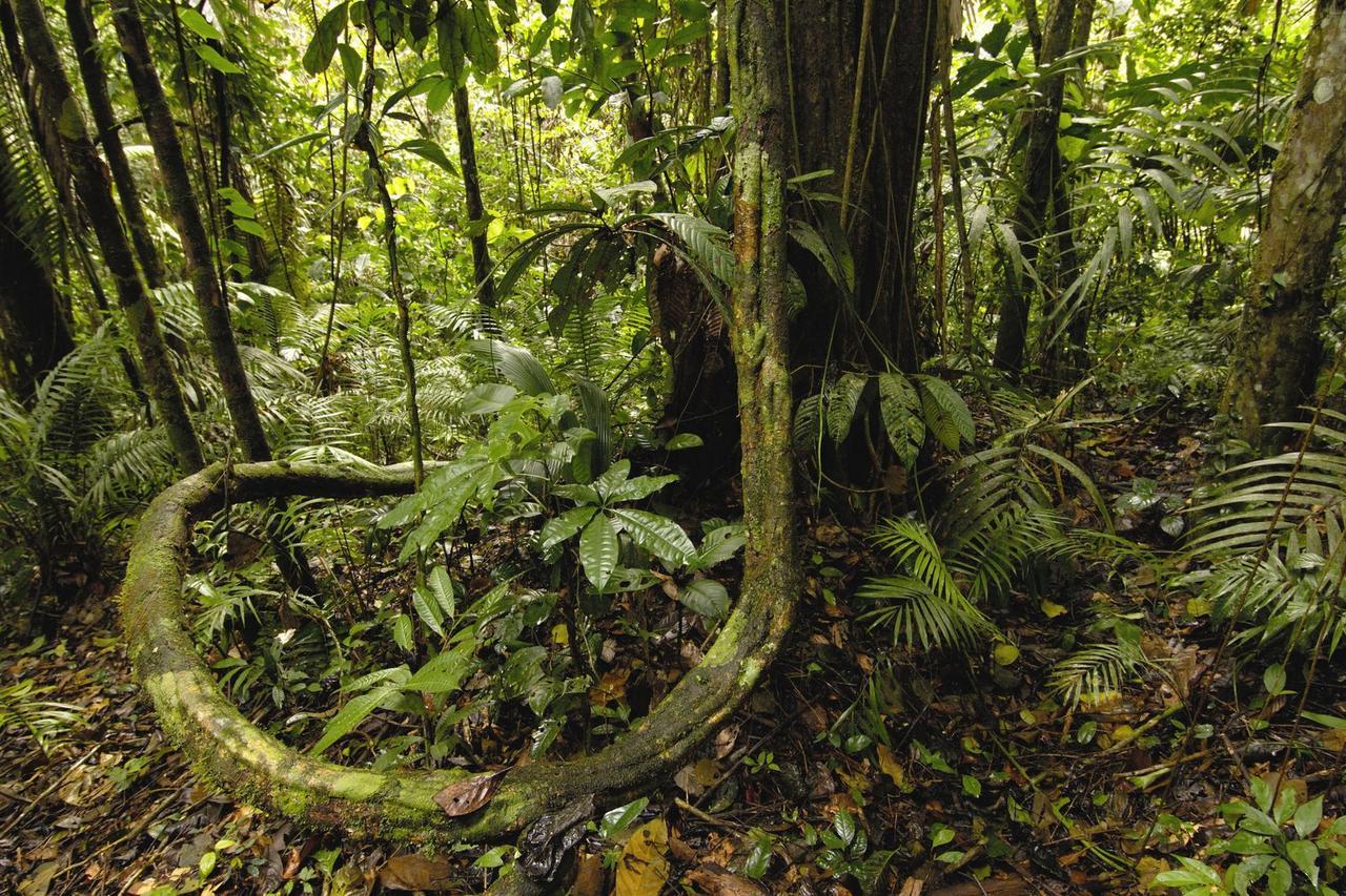 Anaconda Amazon Island Villa Manaus Eksteriør bilde